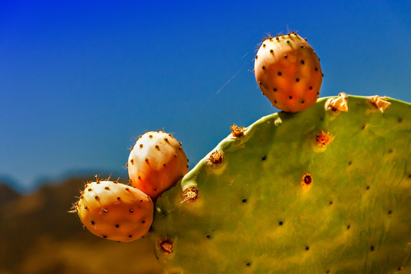 Kaktusy Opuncja Figowa