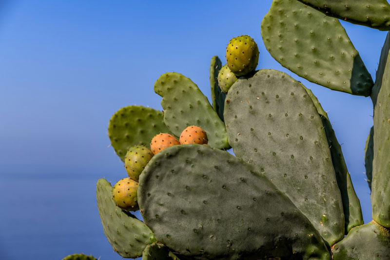 Opuncja Figowa Kaktus