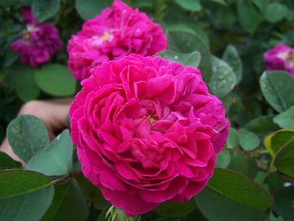 Roza Damascenska Kwiat