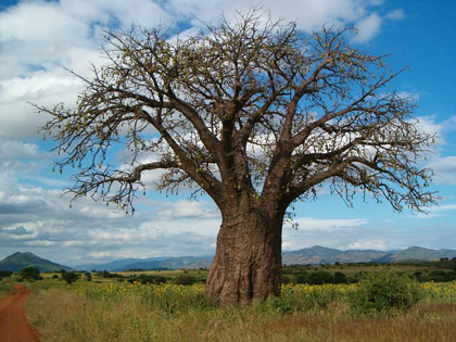 olej nasion baobabu