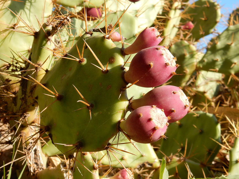 kaktus opuncji figowej