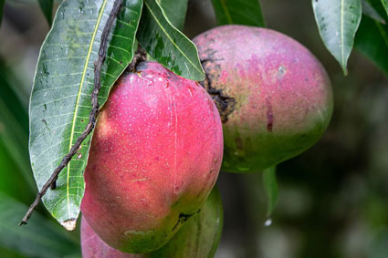 owoce mango